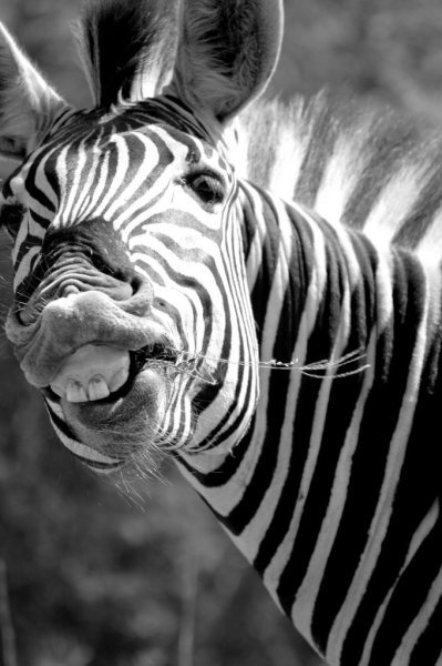 zebra zebra