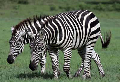 E a listra da Zebra?
