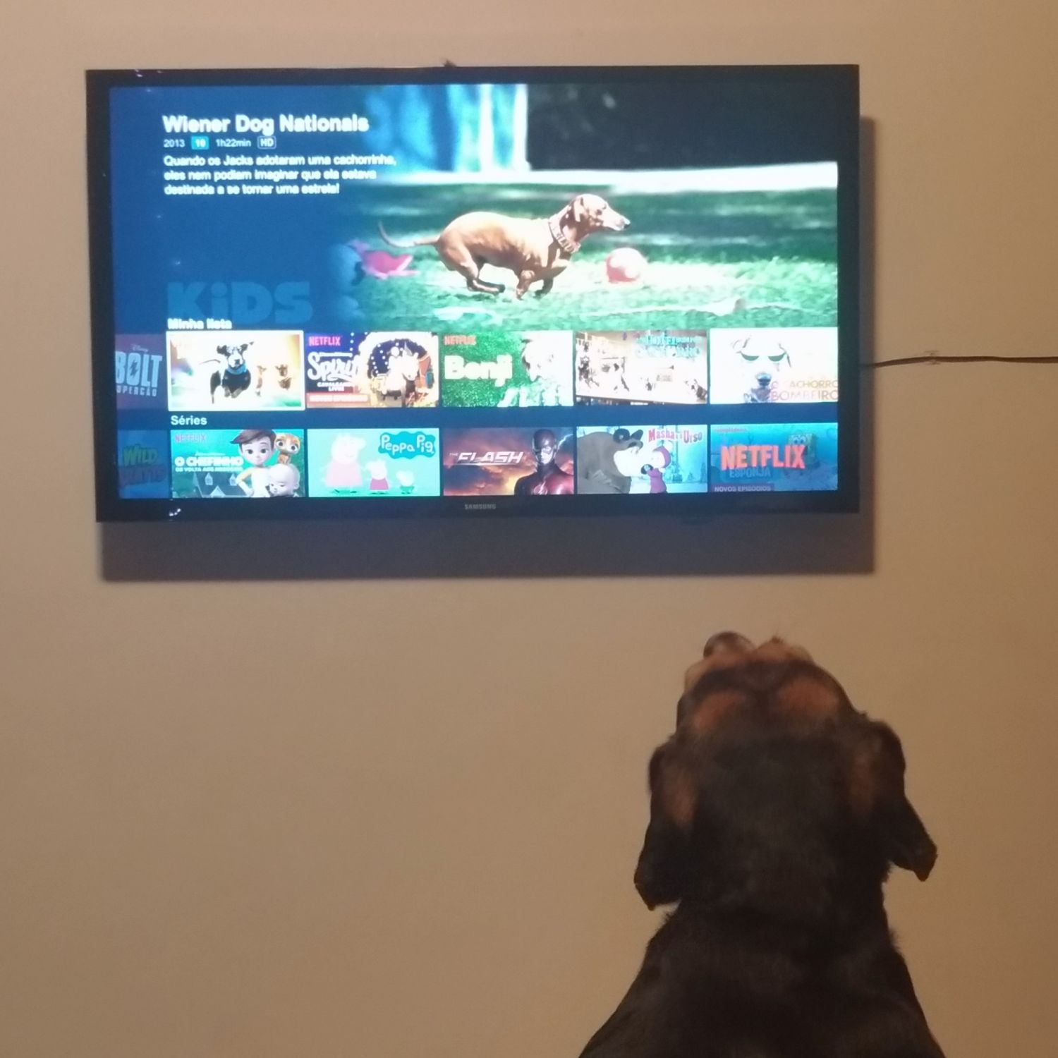 Meu pet e Netflix: Maratonar é para cães e gatos